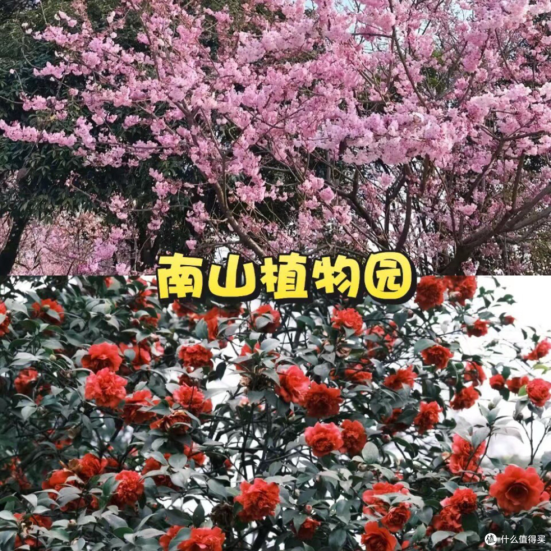 🌸重庆春日赏花地图!绝美花海打卡地!