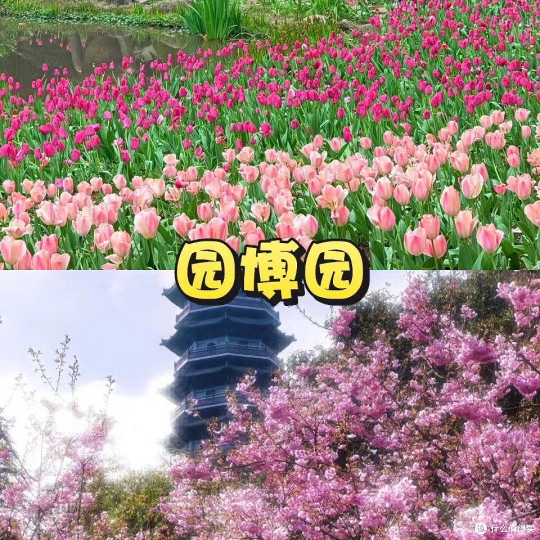 🌸重庆春日赏花地图!绝美花海打卡地!