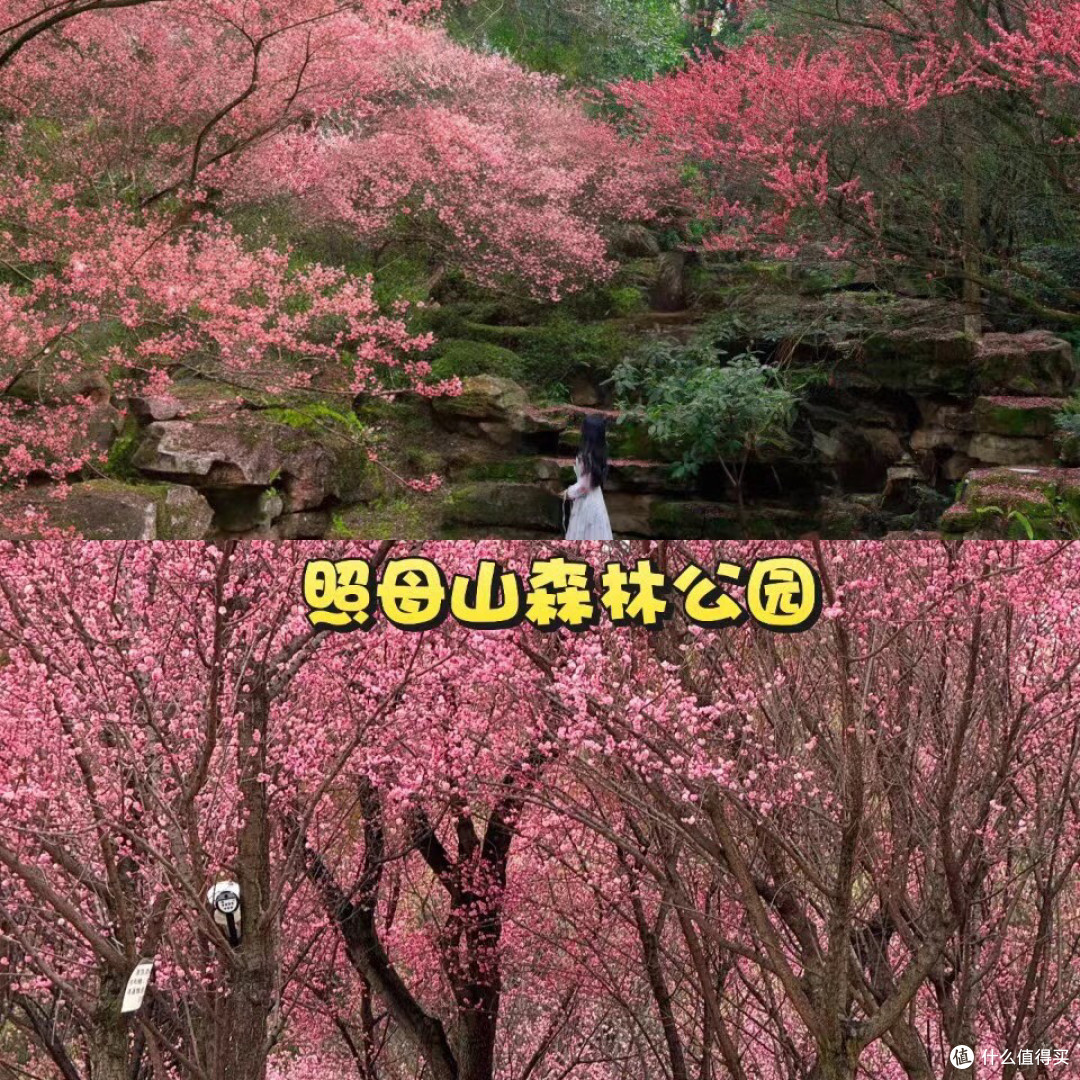 🌸重庆春日赏花地图!绝美花海打卡地!