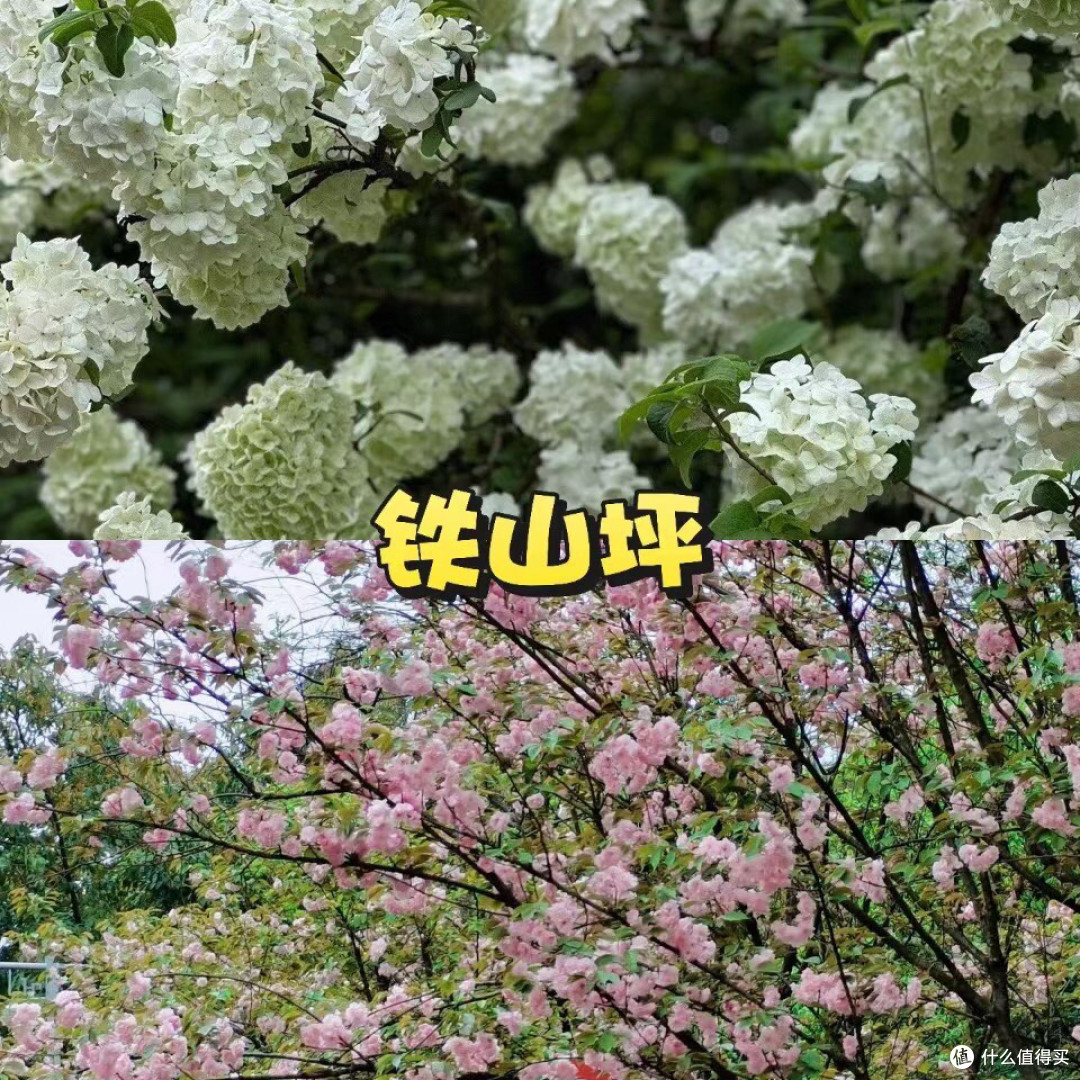 🌸重庆春日赏花地图!绝美花海打卡地!