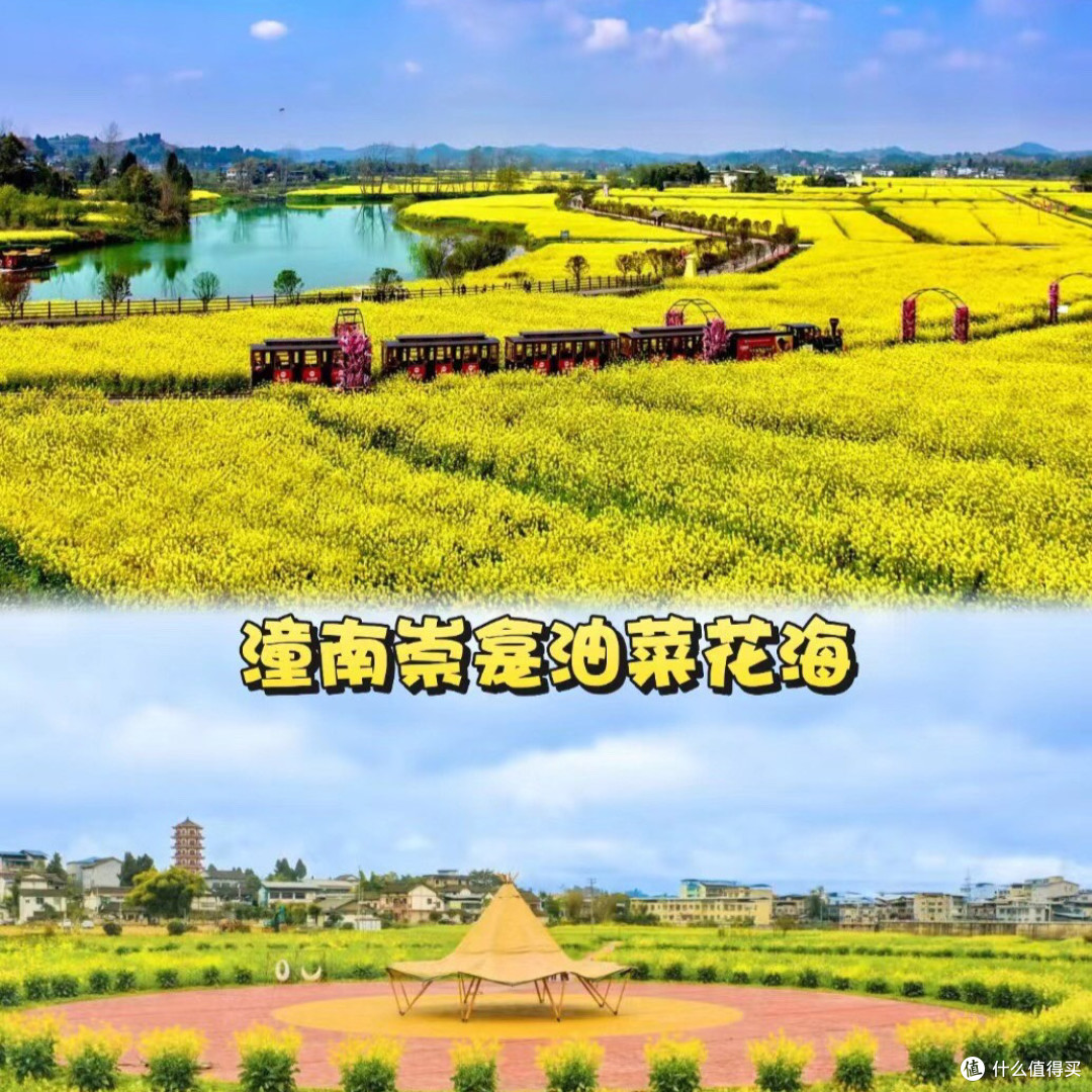 🌸重庆春日赏花地图!绝美花海打卡地!
