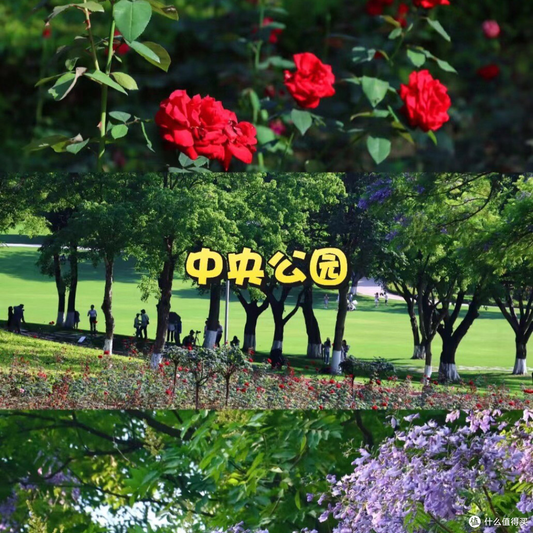 🌸重庆春日赏花地图!绝美花海打卡地!