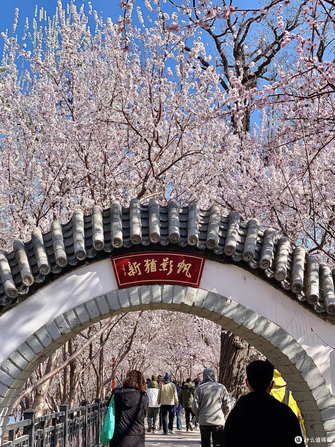 天津桃花堤春日撒欢儿,浪漫到失语!
