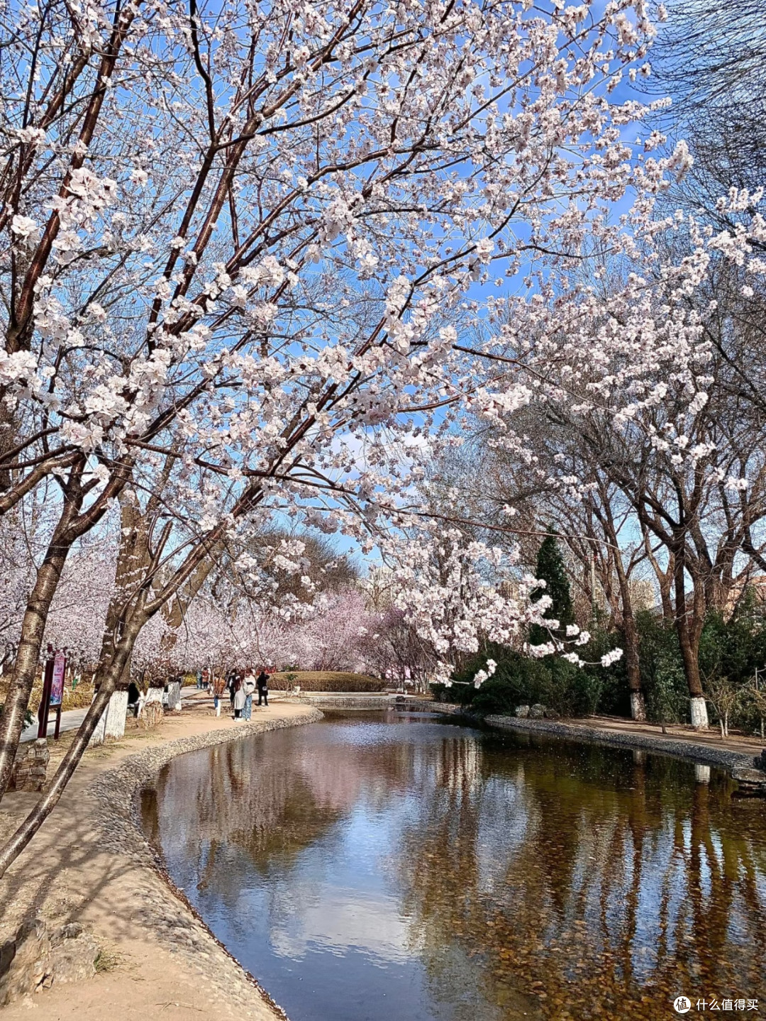 天津桃花堤春日撒欢儿,浪漫到失语!