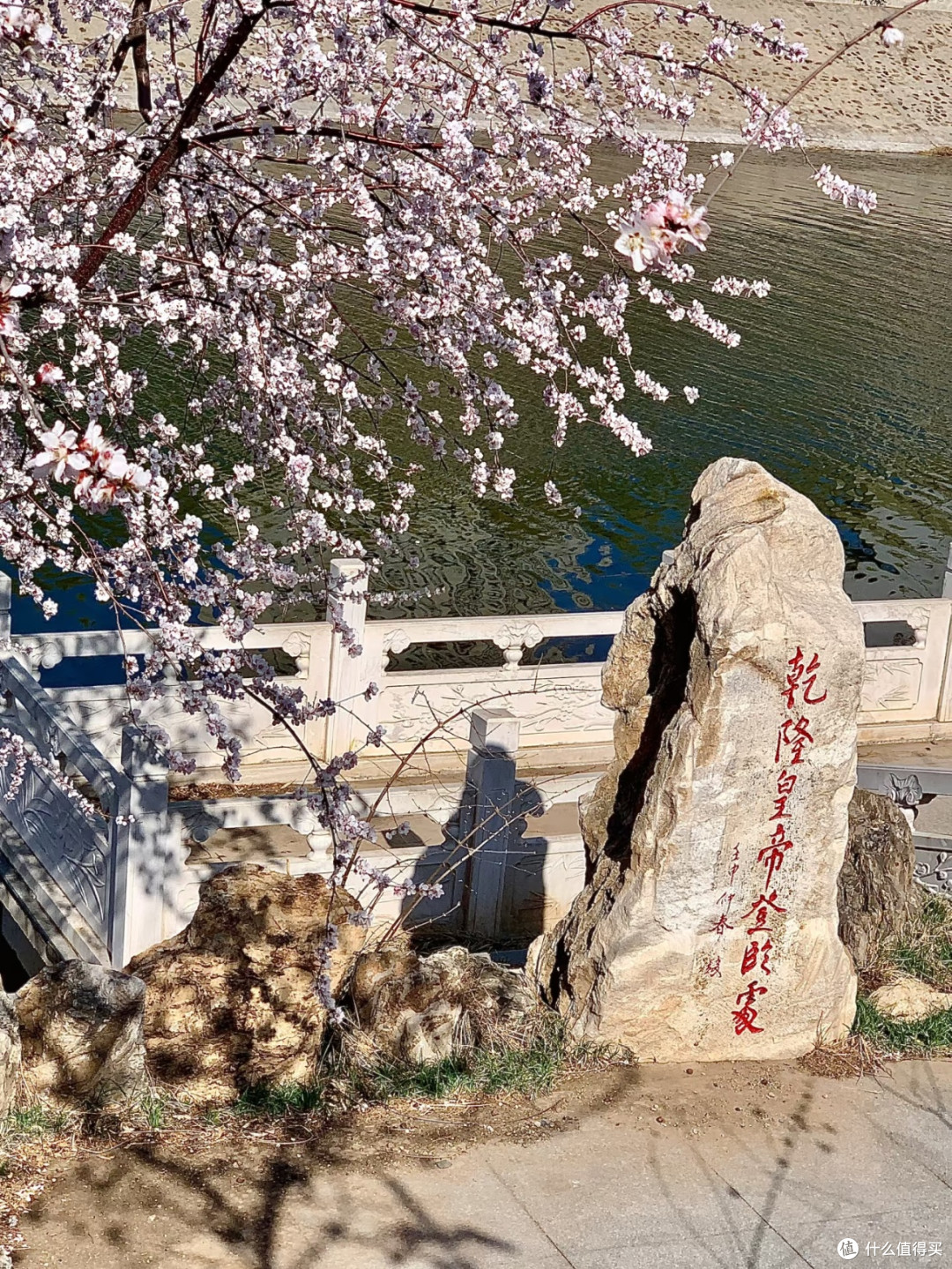 天津桃花堤春日撒欢儿,浪漫到失语!