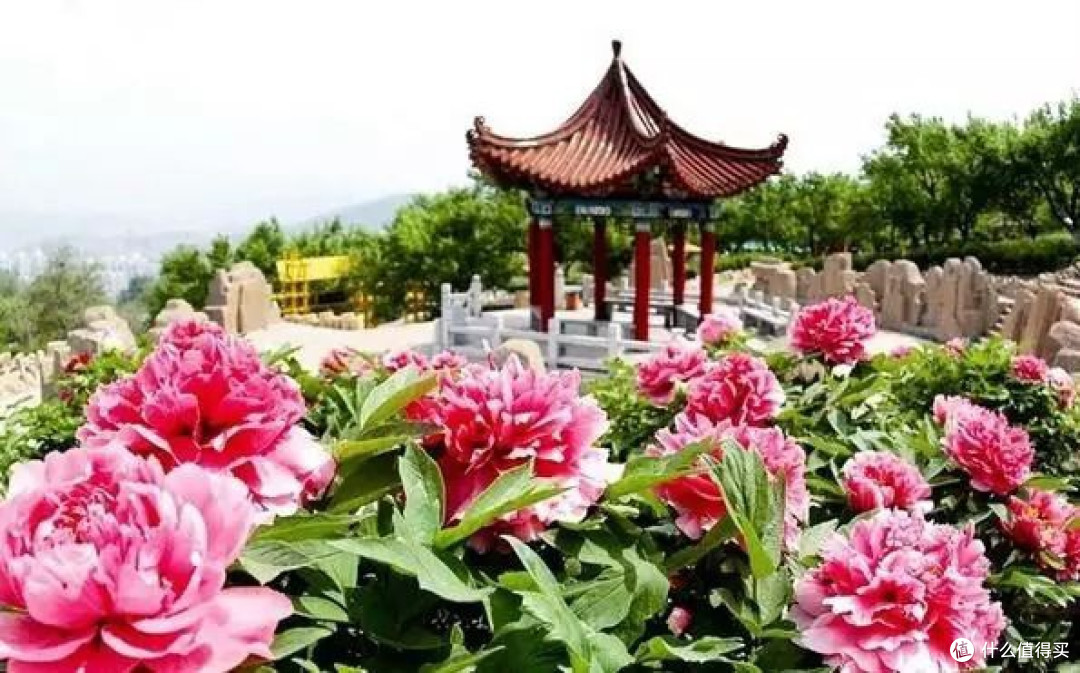 洛阳牡丹季,我赴一场春日花路之约