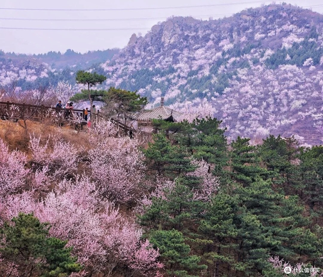 春日观桃花:昌平西峪村桃花林