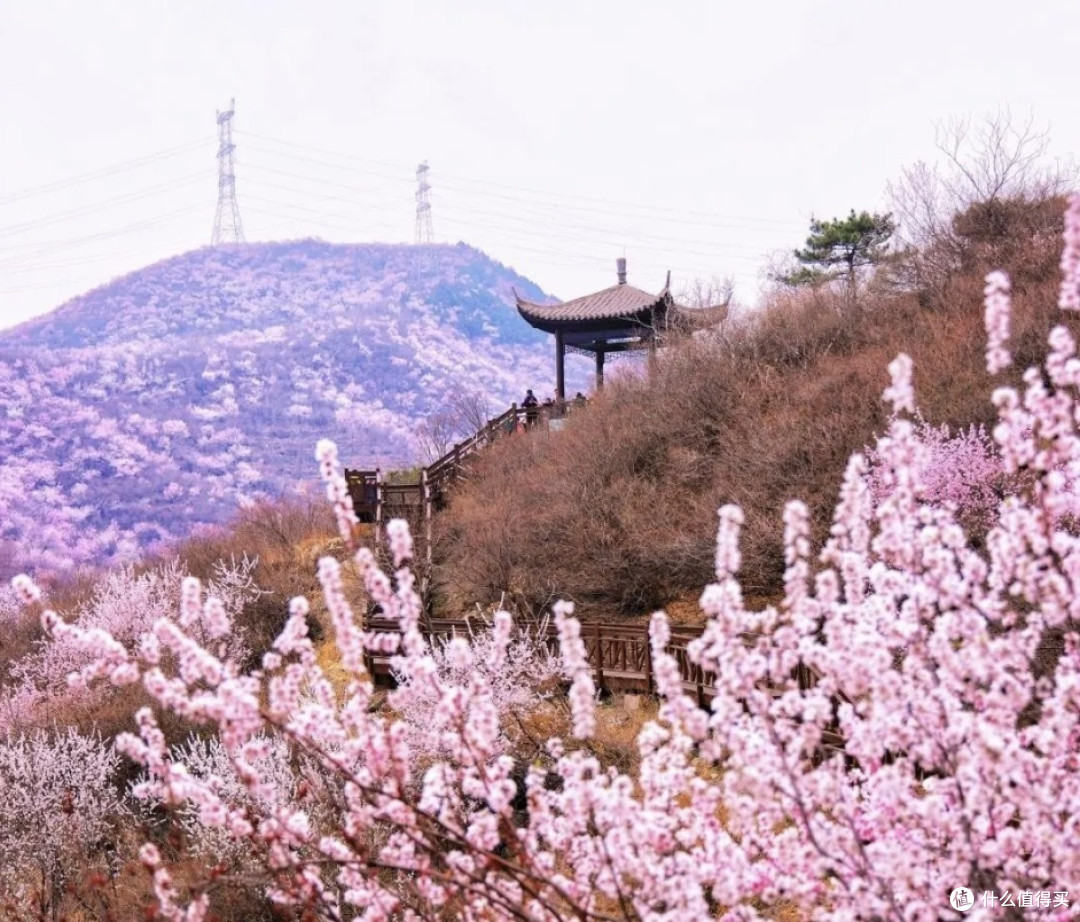 春日观桃花:昌平西峪村桃花林