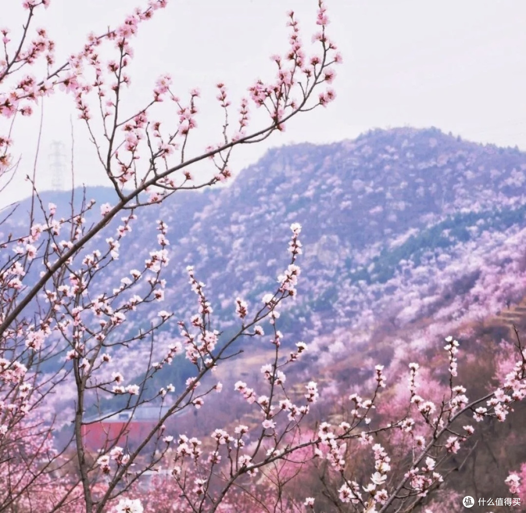 春日观桃花:昌平西峪村桃花林