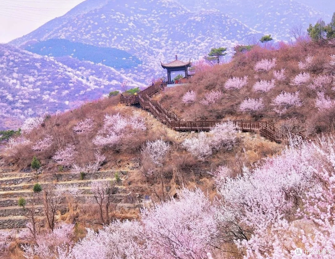 春日观桃花:昌平西峪村桃花林
