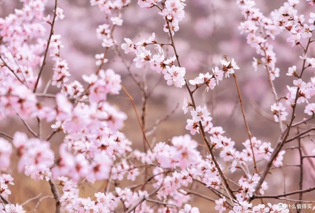 春日观桃花:昌平西峪村桃花林