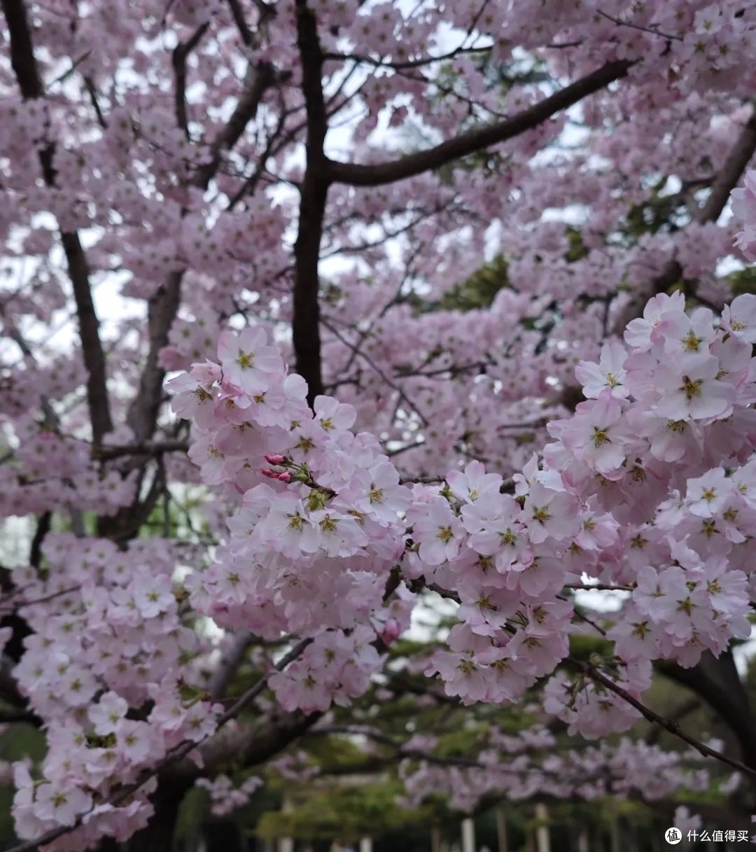 玉渊潭公园赏桃花:邂逅春日浪漫