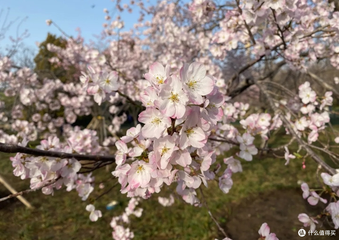 玉渊潭公园赏桃花:邂逅春日浪漫