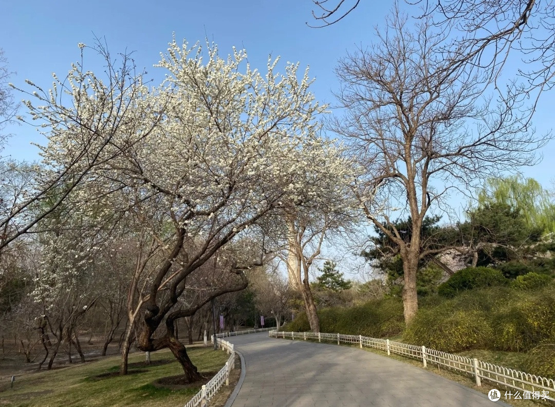 玉渊潭公园赏桃花:邂逅春日浪漫