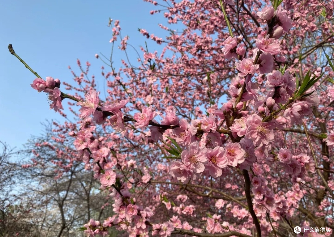 玉渊潭公园赏桃花:邂逅春日浪漫