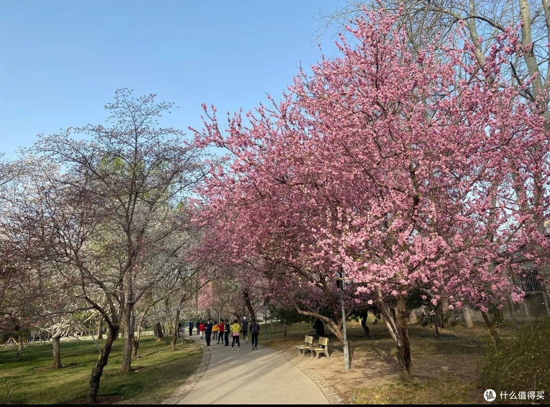 玉渊潭公园赏桃花:邂逅春日浪漫