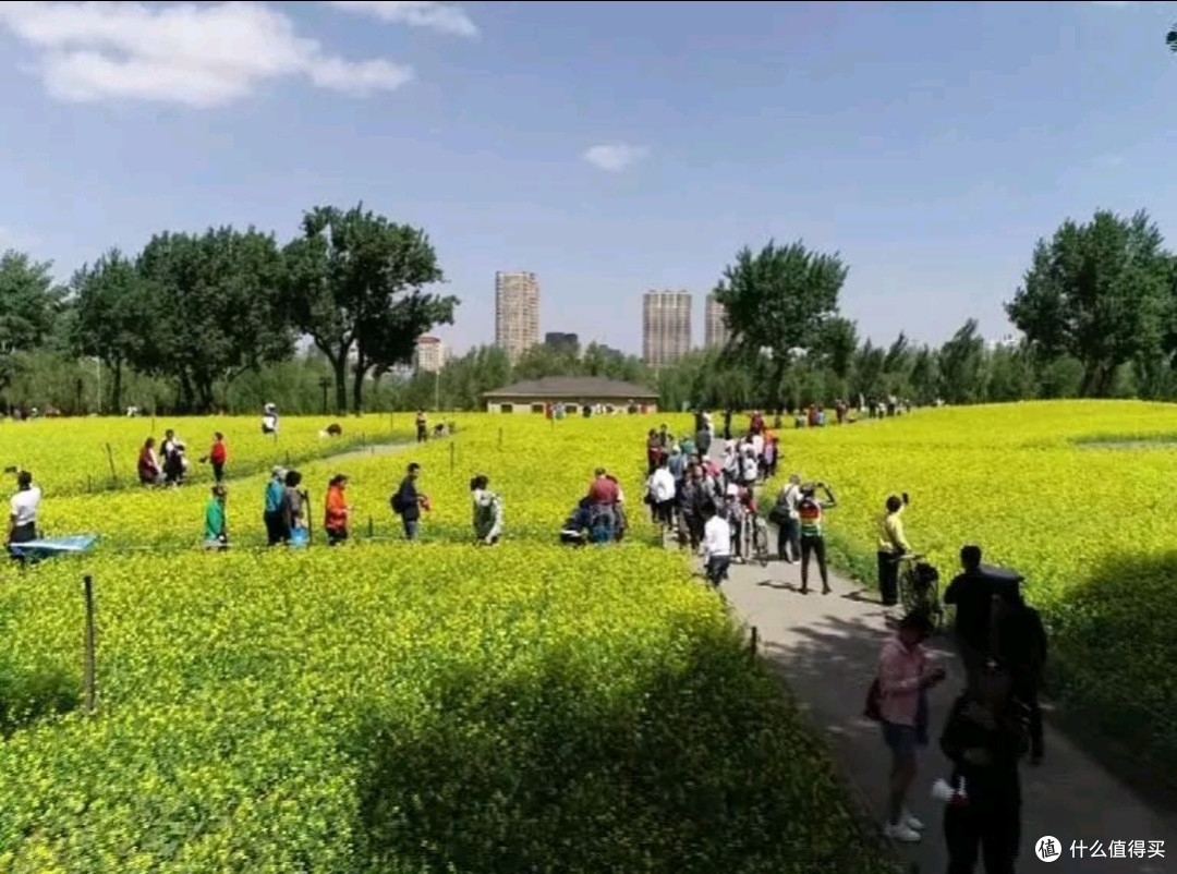 沈阳和平杯足球公园油菜花观赏攻略，沈阳市民“家门口的浪漫🌸