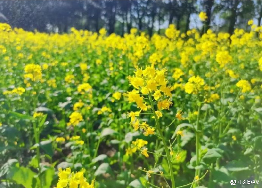 沈阳和平杯足球公园油菜花观赏攻略，沈阳市民“家门口的浪漫🌸