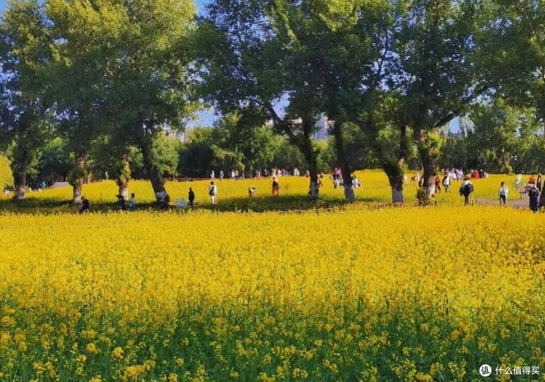 沈阳和平杯足球公园油菜花观赏攻略，沈阳市民“家门口的浪漫🌸