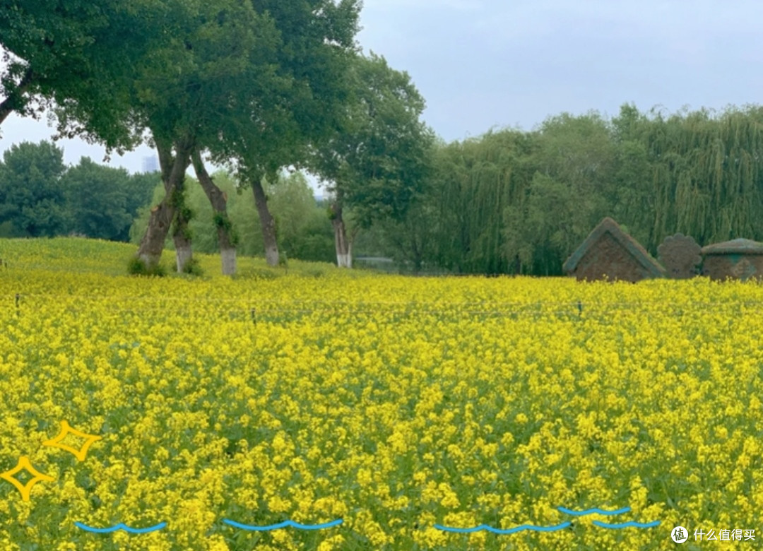 沈阳和平杯足球公园油菜花观赏攻略，沈阳市民“家门口的浪漫🌸