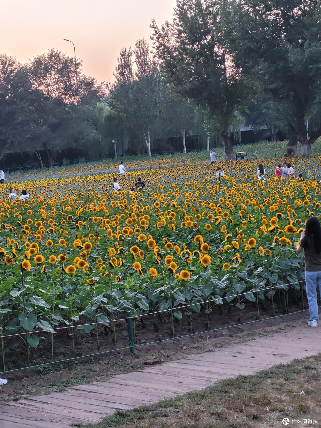 沈阳和平杯足球公园油菜花观赏攻略，沈阳市民“家门口的浪漫🌸