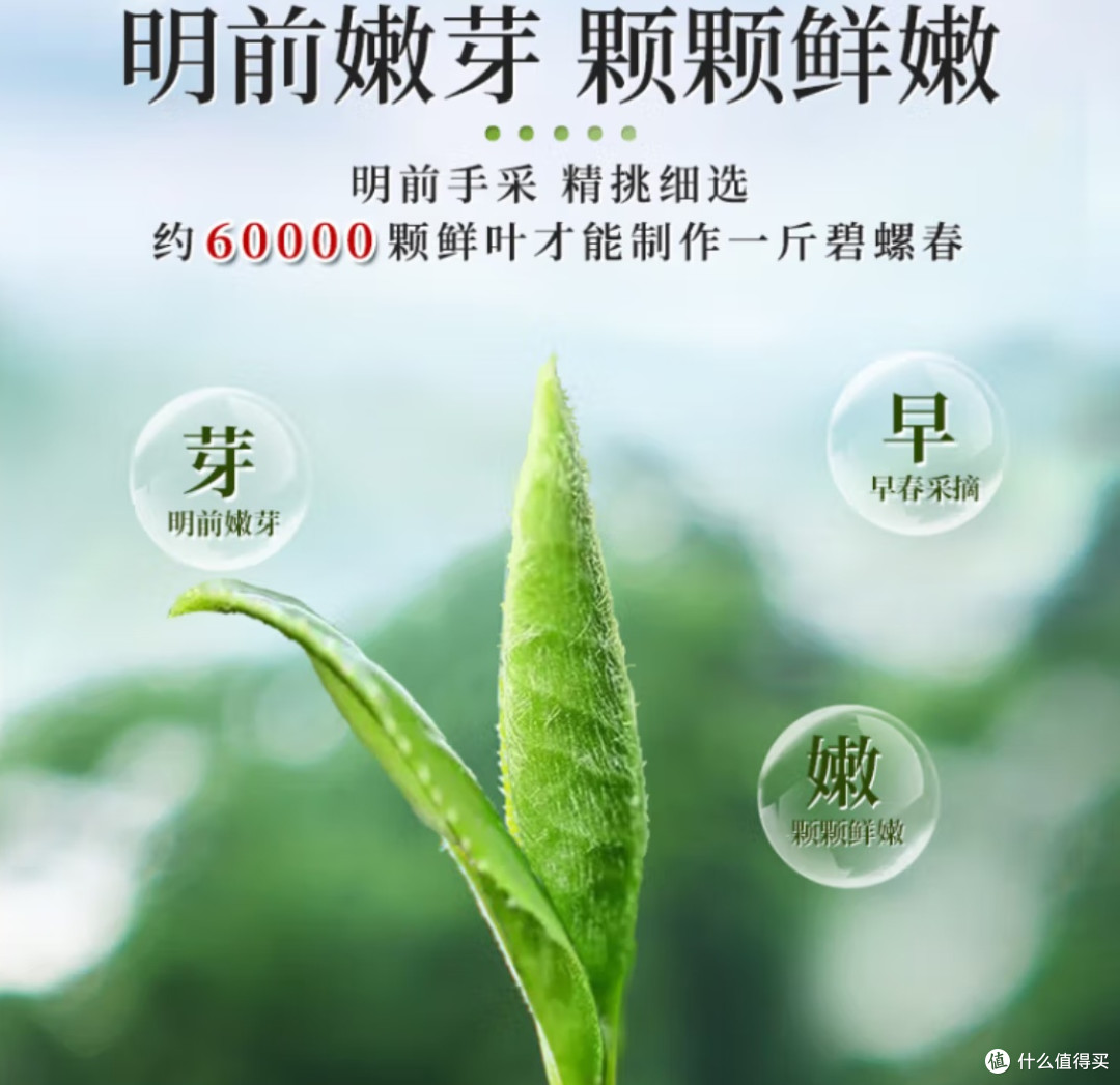 春季养生攻略:揭秘绿茶解百毒谣言,科学养生从此刻开始!