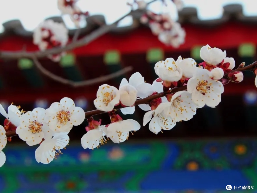 春日限定!尼山圣境杏花大赏攻略