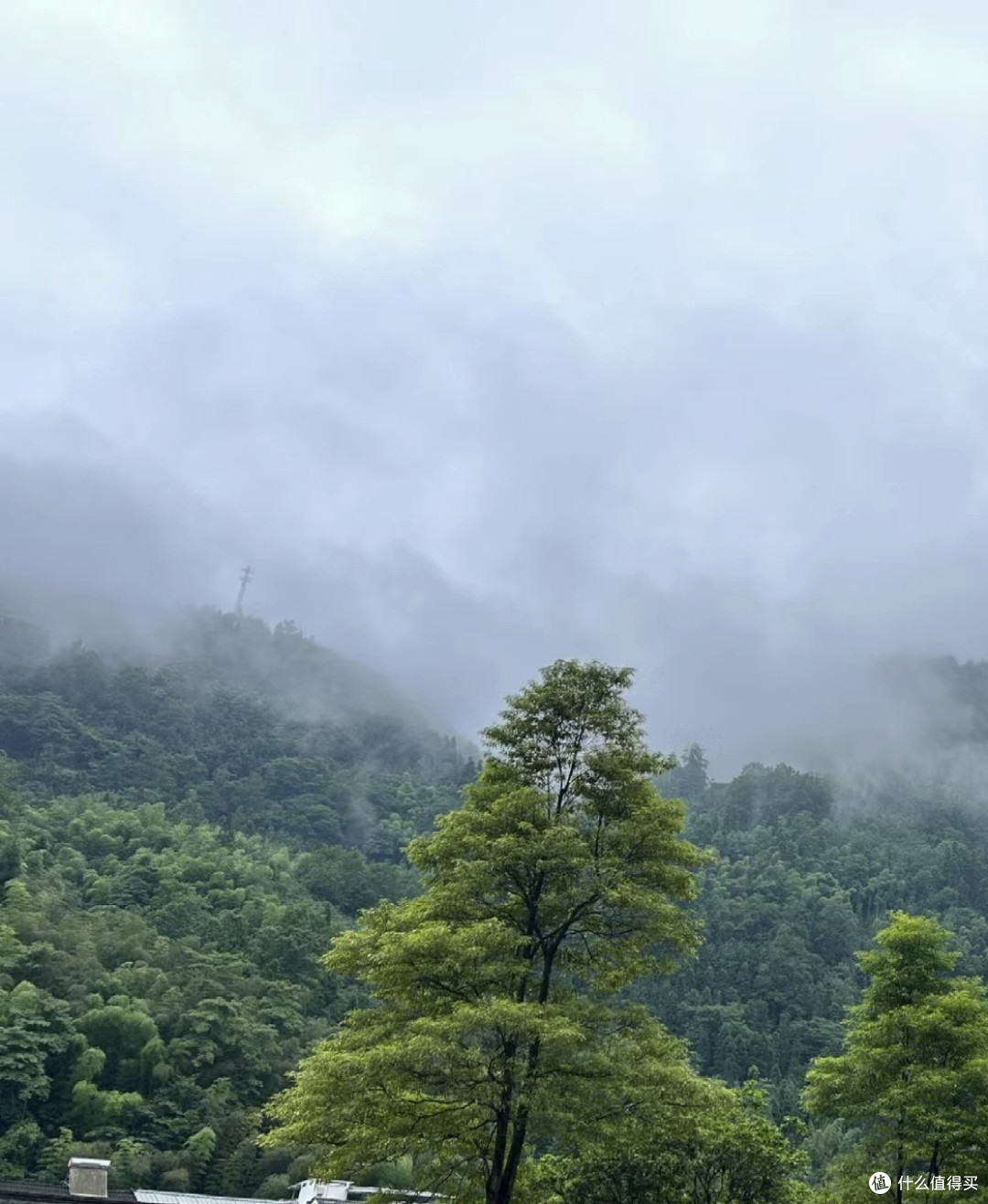 走进森林，拥抱“森林浴”