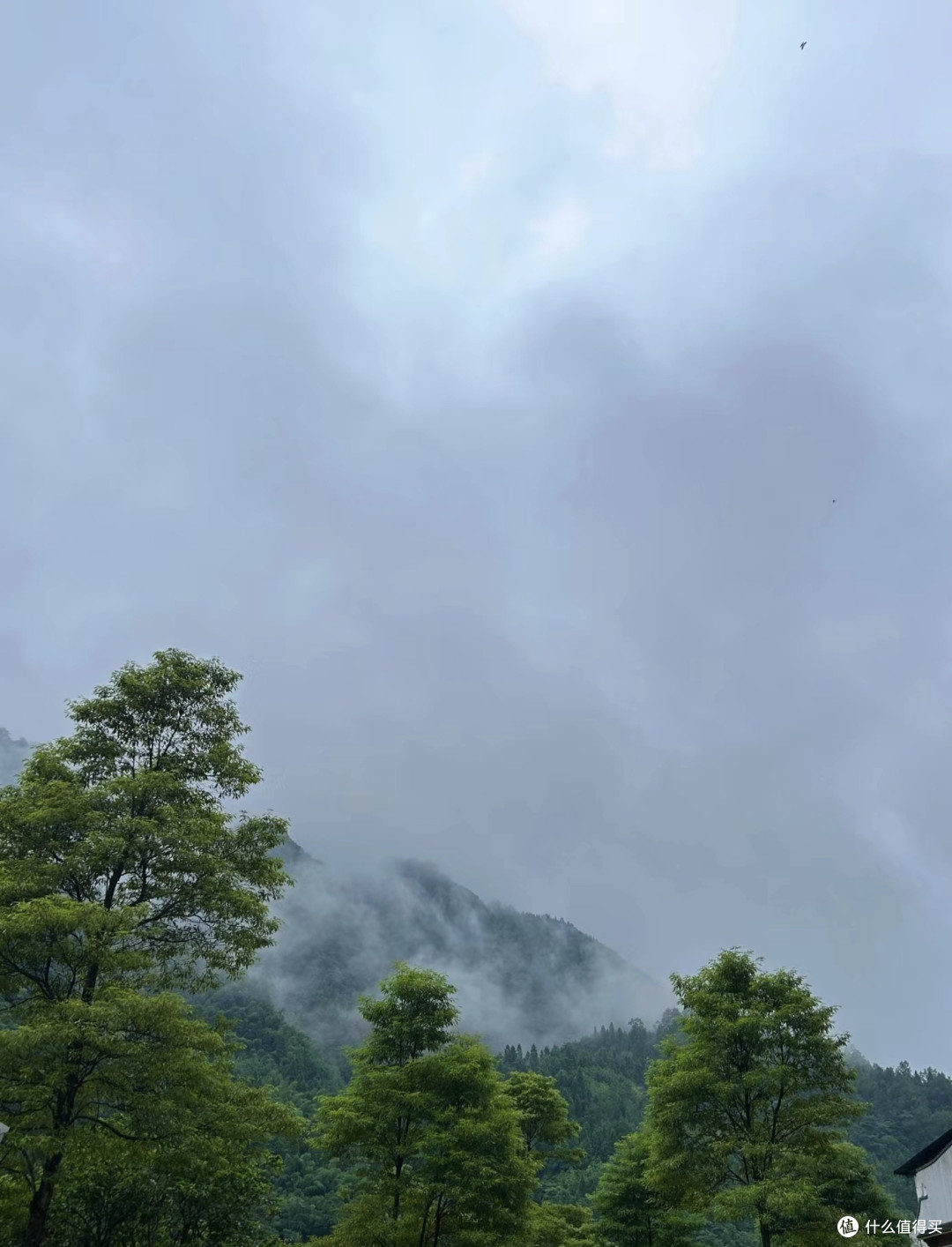 走进森林，拥抱“森林浴”