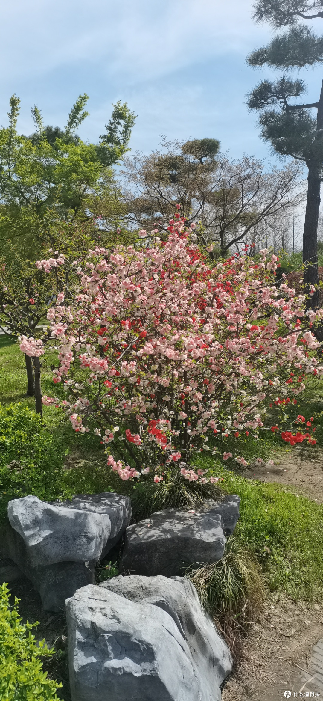 烟花三月下扬州,此时的扬州瘦西湖更是美如画