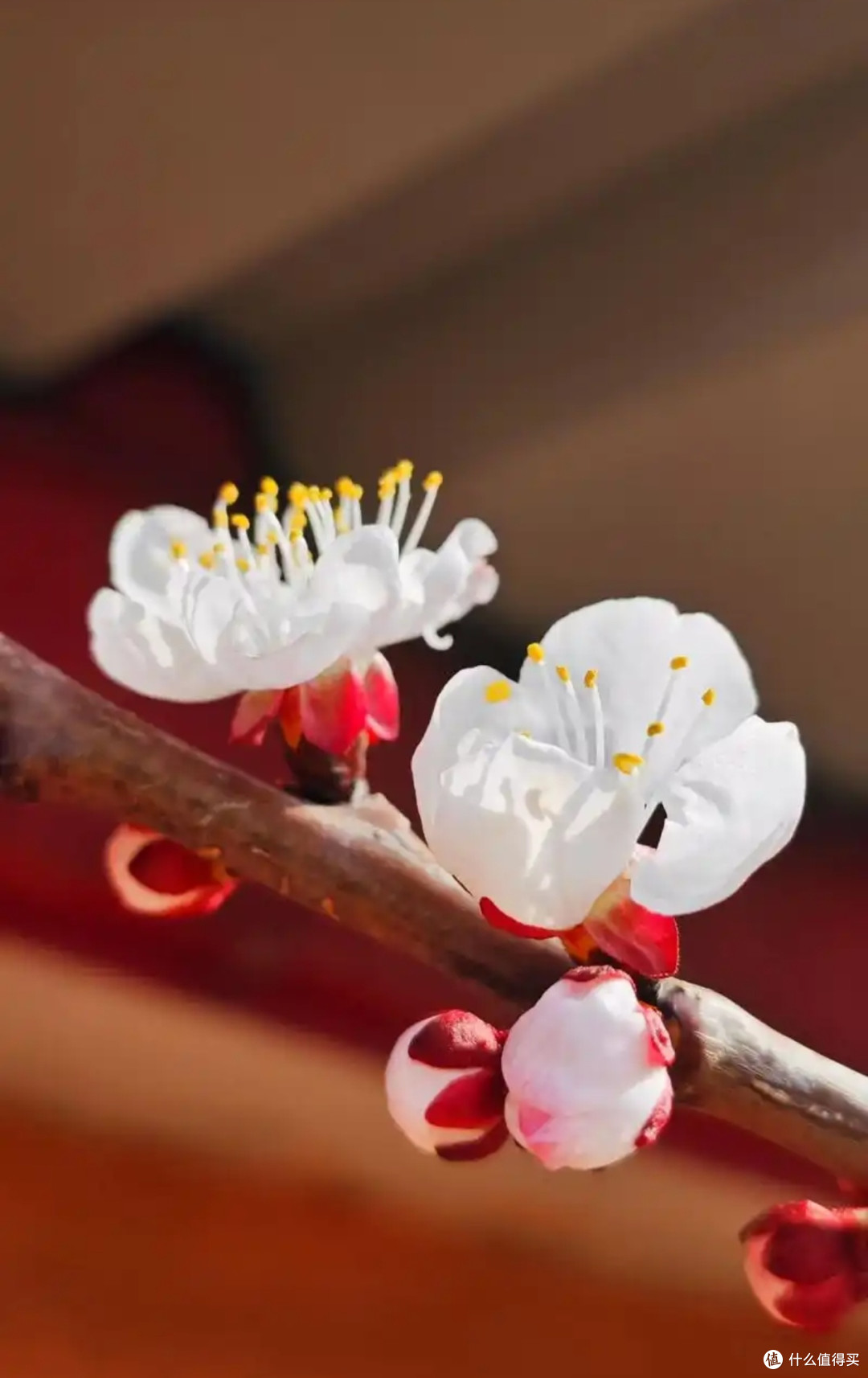 春日赏花攻略,分享各地最美花海与拍照技巧