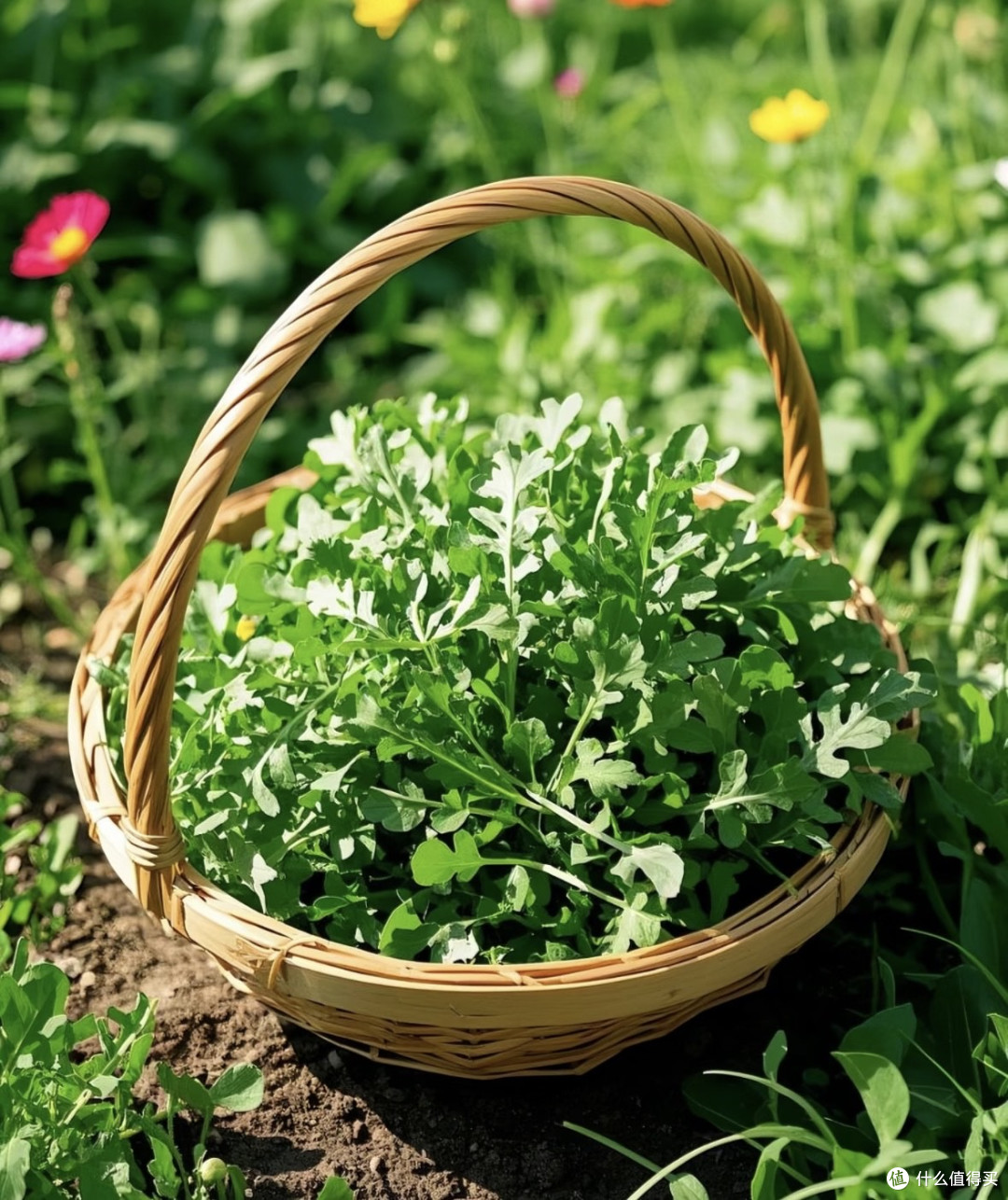 春日限定:凉拌荠菜虾