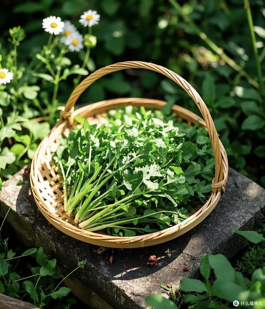 春日限定:凉拌荠菜虾