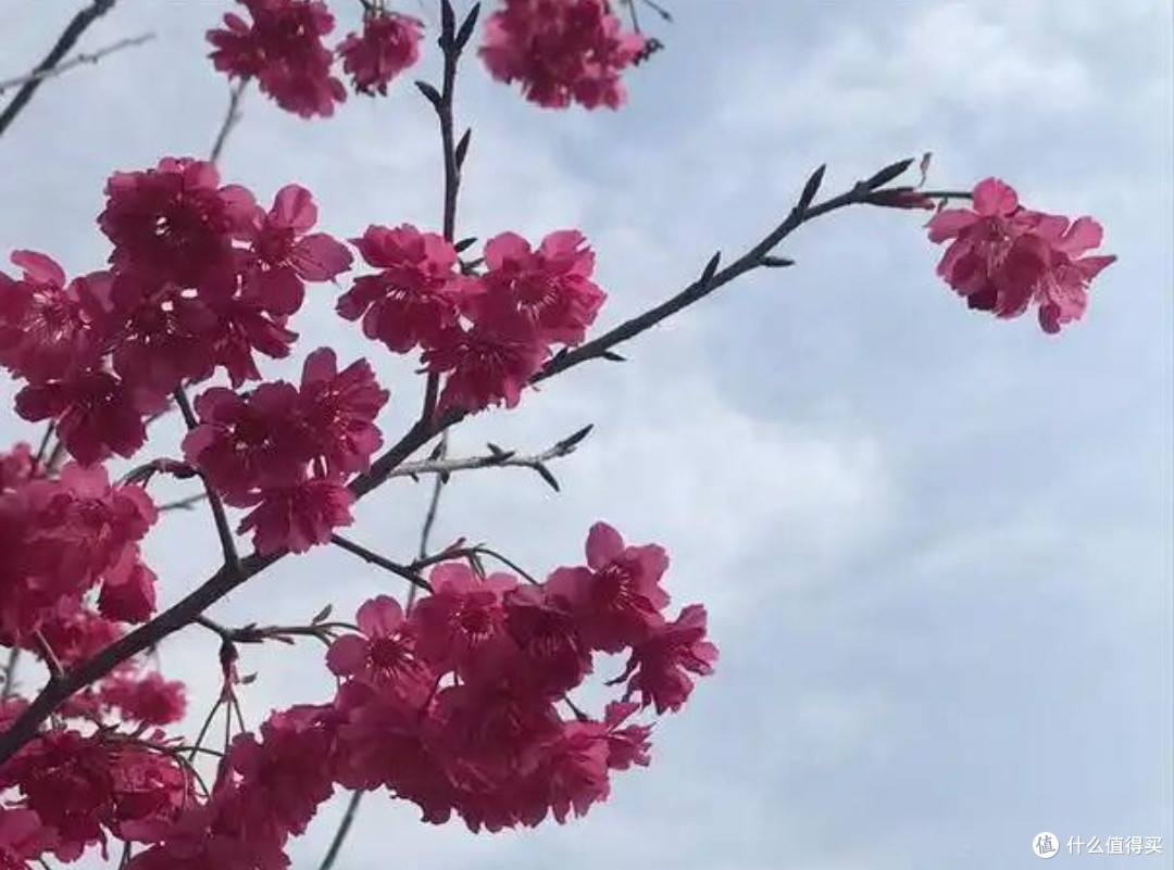 广西贺州爱莲湖公园:桃花盛放,漫步春日浪漫之旅