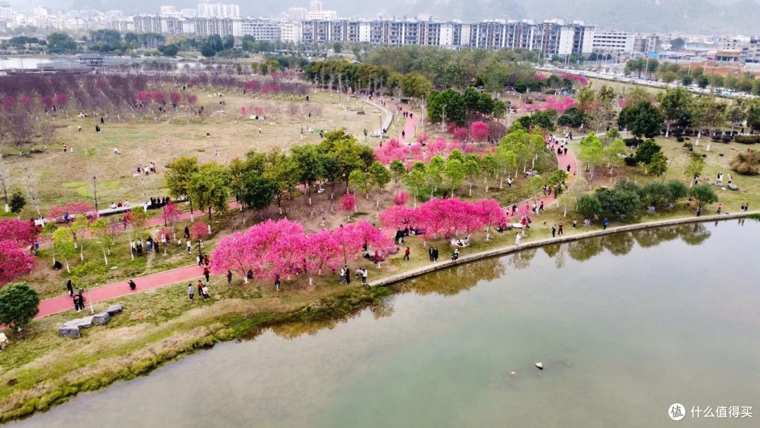 广西贺州爱莲湖公园:桃花盛放,漫步春日浪漫之旅