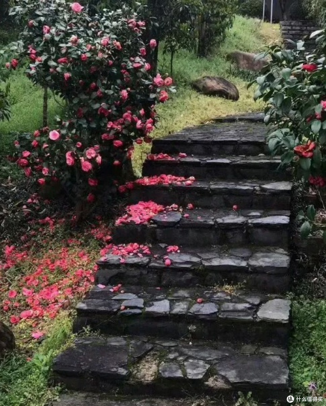 春日走花路，杭州赏樱攻略：浪漫樱花季，打卡必去！