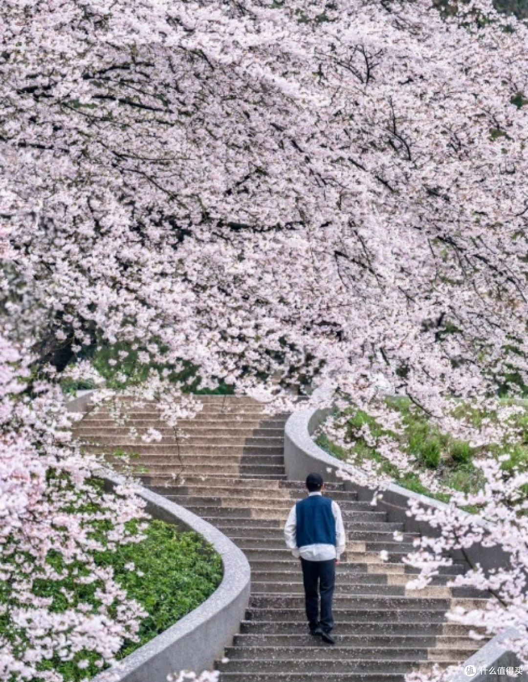 春日走花路，杭州赏樱攻略：浪漫樱花季，打卡必去！