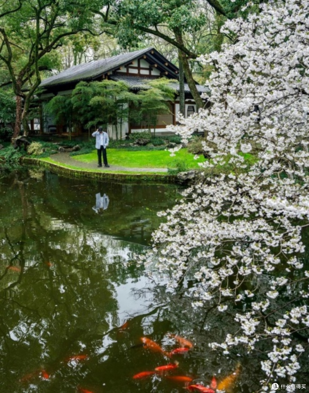春日走花路，杭州赏樱攻略：浪漫樱花季，打卡必去！