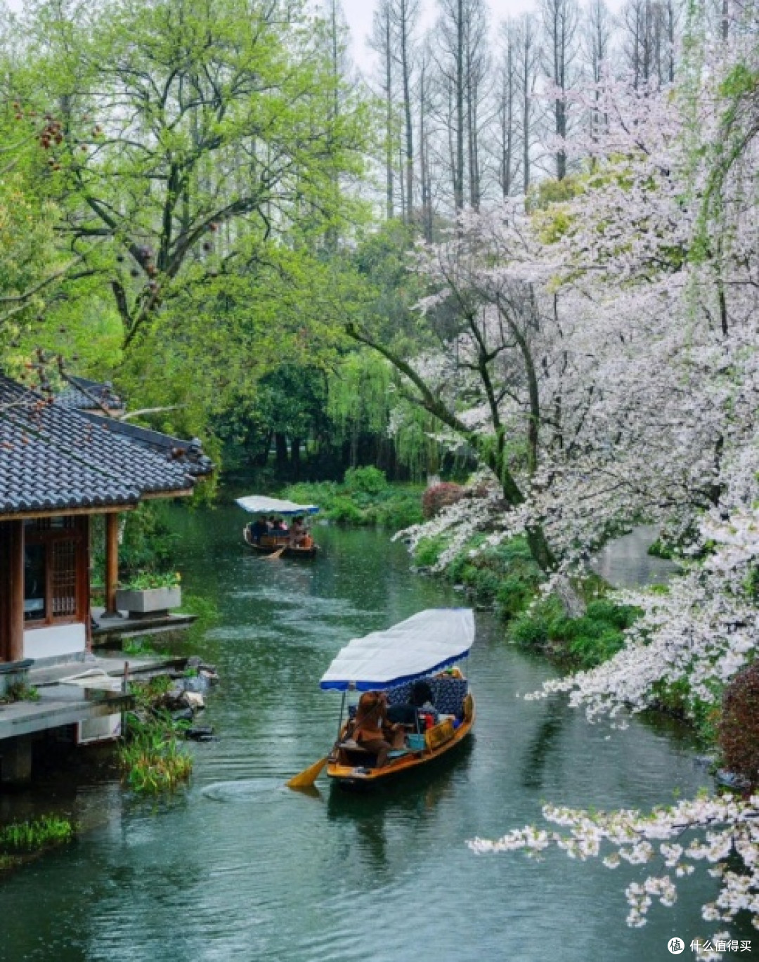 春日走花路，杭州赏樱攻略：浪漫樱花季，打卡必去！