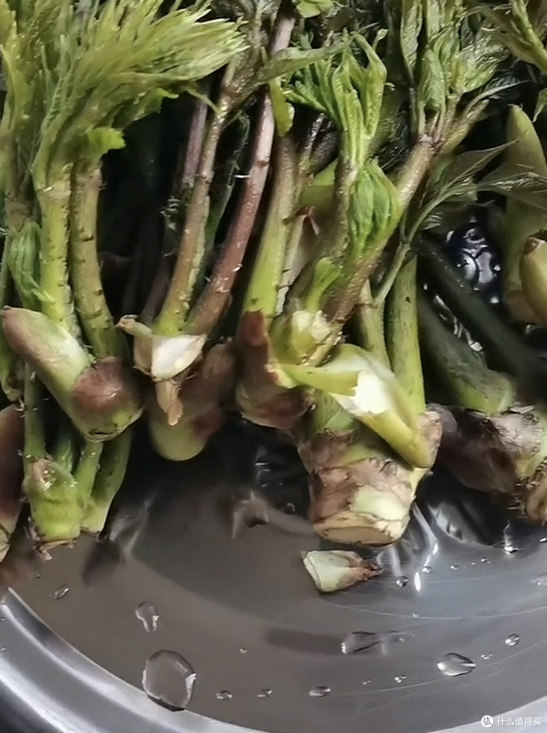 舌尖上的绿宝石:刺嫩芽唤醒东北山林的春天密码