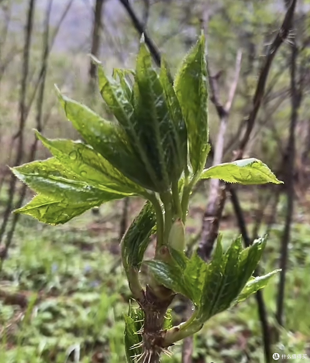 舌尖上的绿宝石:刺嫩芽唤醒东北山林的春天密码