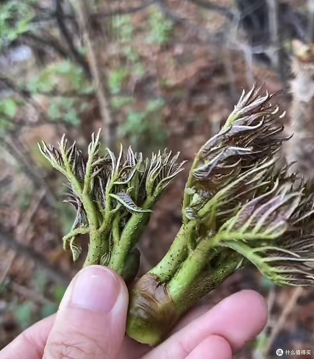 舌尖上的绿宝石：刺嫩芽唤醒东北山林的春天密码