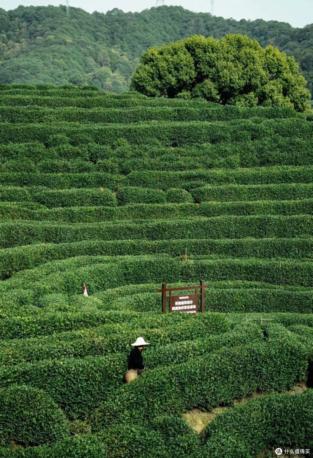 春日茶话:这些新茶不容错过