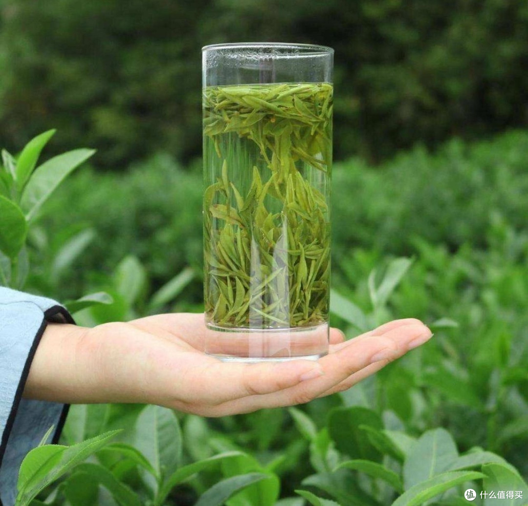 春日茶话:这些新茶不容错过