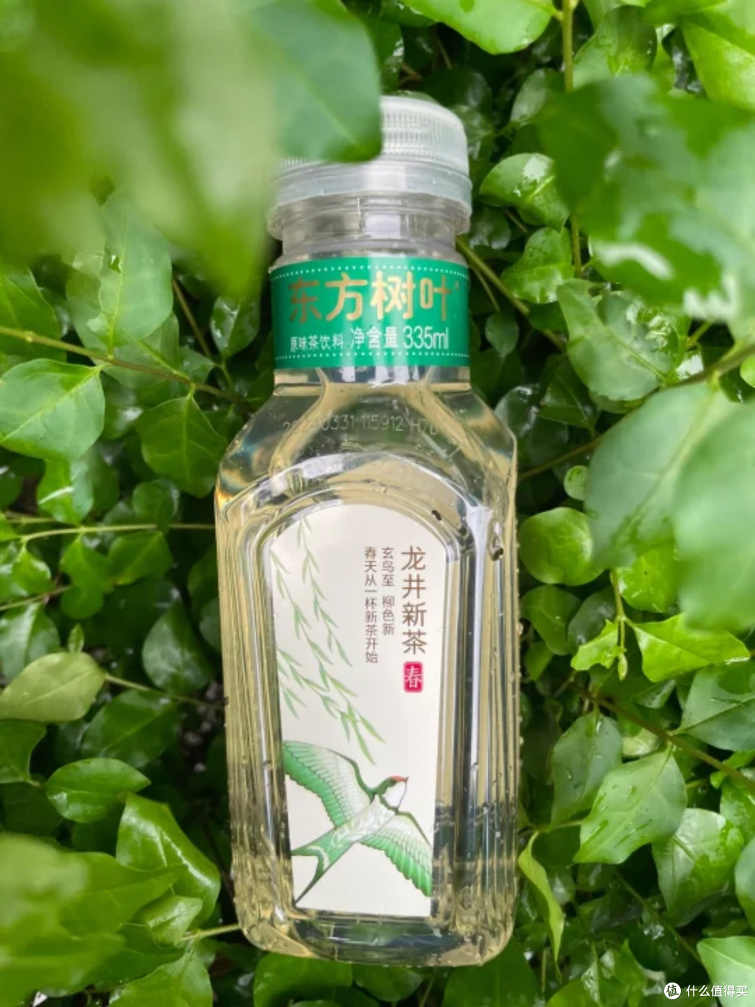 被东方树叶龙井新茶拿捏！一口尝尽春日鲜爽