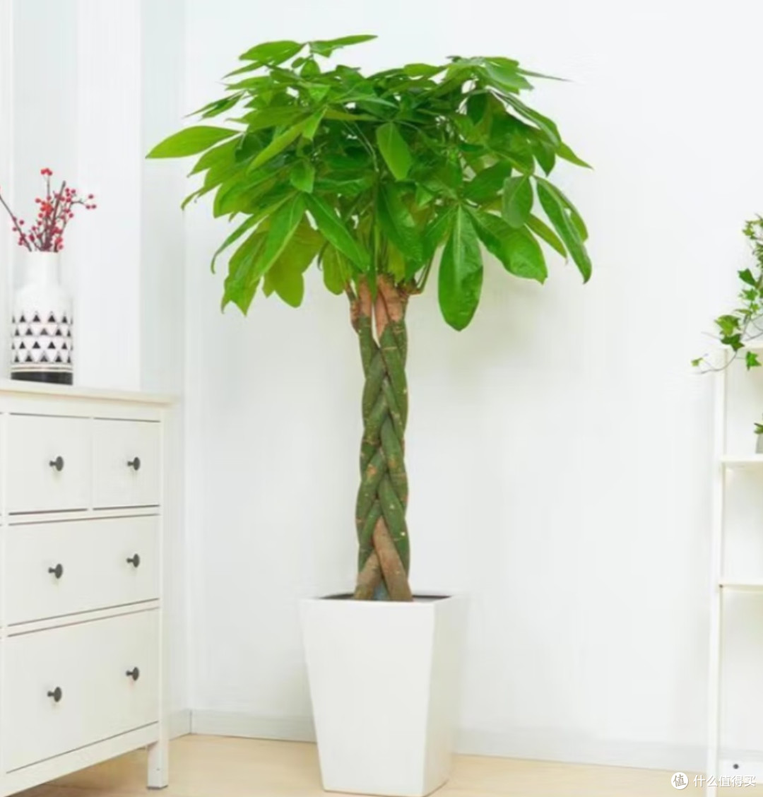 春日焕新:植物、色彩与空间的家居改造艺术