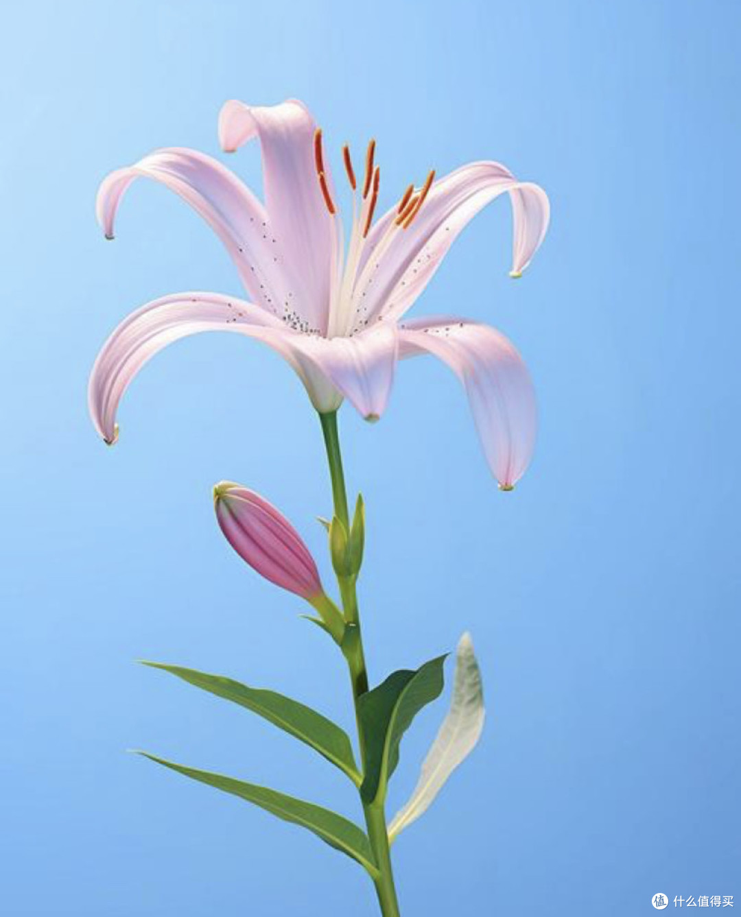 百合花基础知识:类型、产地、花语及送花注意事项
