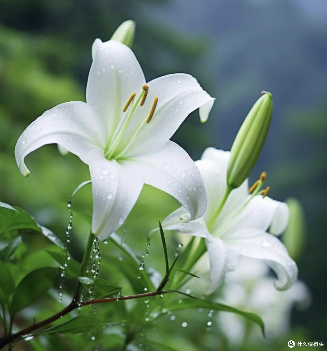 百合花基础知识:类型、产地、花语及送花注意事项