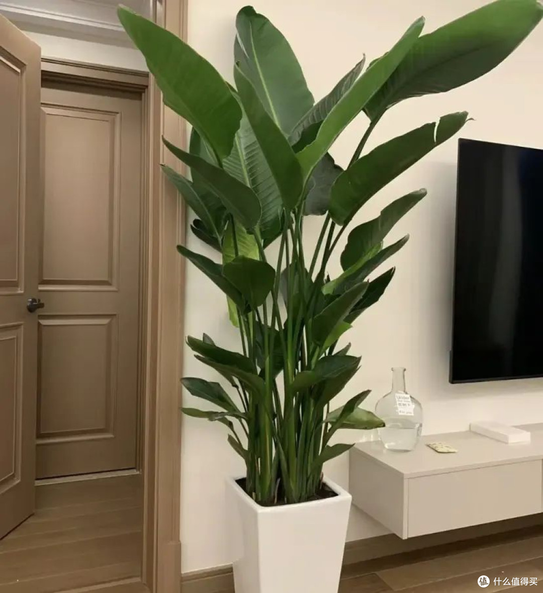 春风入室指南:绿植布置小窍门
