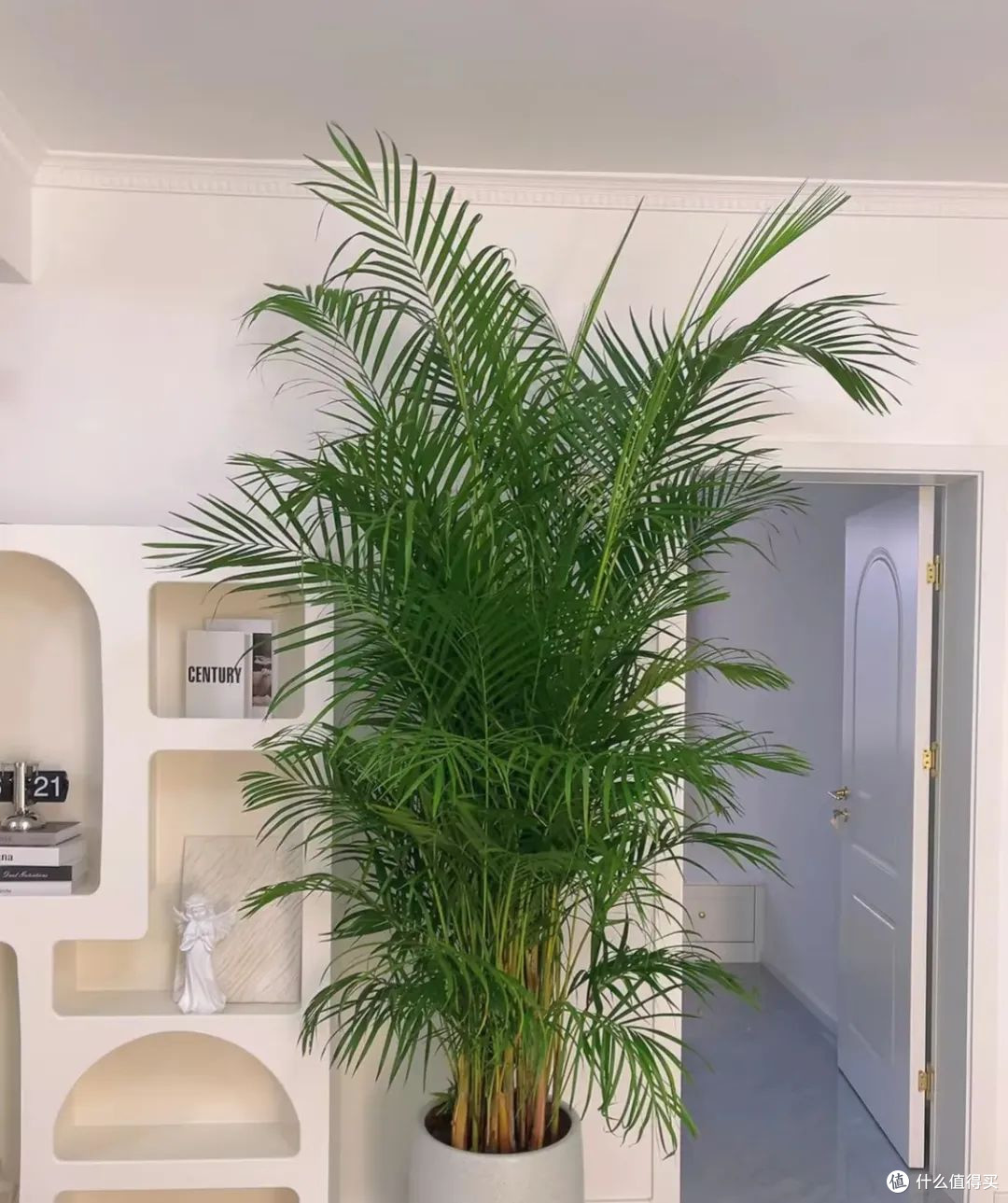 春风入室指南:绿植布置小窍门
